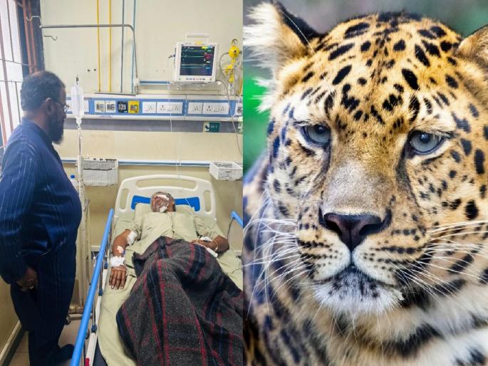 Leopard attack on the border of Tondaligaon in Chiplun | तोंडलीगावच्या सीमेवर मध्यरात्री बिबट्याचा थरार; झटापटीत एकजण गंभीर जखमी, बिबट्याचा मृत्यू Leopard attack on the border of Tondaligaon in Chiplun | तोंडलीगावच्या सीमेवर मध्यरात्री बिबट्याचा थरार; झटापटीत एकजण गंभीर जखमी, बिबट्याचा मृत्यू