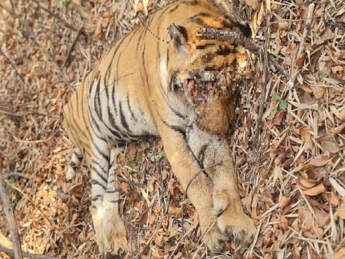 Tiger 'Shiva' dies in fight between another tiger in Borda beat of Tadoba reserve | दोन वाघांच्या झुंजीत ‘शिवा’चा मृत्यू, ताडोबाच्या बफर क्षेत्रातील बोर्डा बीटमधील घटना Tiger 'Shiva' dies in fight between another tiger in Borda beat of Tadoba reserve | दोन वाघांच्या झुंजीत ‘शिवा’चा मृत्यू, ताडोबाच्या बफर क्षेत्रातील बोर्डा बीटमधील घटना