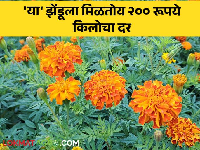 Zendu Rate Due to Ganeshotsav, 'this' zendu is getting a rate of 200 rupees; Producers are happy | Zendu Rate : गणेशोत्सवामुळे 'या' झेंडूला मिळतोय तब्बल २०० रूपयांचा दर; उत्पादक सुखावले Zendu Rate Due to Ganeshotsav, 'this' zendu is getting a rate of 200 rupees; Producers are happy | Zendu Rate : गणेशोत्सवामुळे 'या' झेंडूला मिळतोय तब्बल २०० रूपयांचा दर; उत्पादक सुखावले