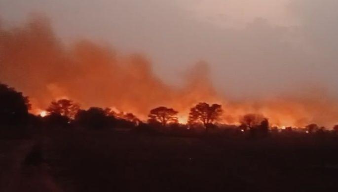 Velva Cellur forest in Chandrapur district on fire; Burn the trees in the plant station | चंद्रपूर जिल्ह्यातील वेळवा सेल्लूर जंगलाला  भीषण आग; प्लॅंटस्टेशनमधील झाडे जळून खाक Velva Cellur forest in Chandrapur district on fire; Burn the trees in the plant station | चंद्रपूर जिल्ह्यातील वेळवा सेल्लूर जंगलाला  भीषण आग; प्लॅंटस्टेशनमधील झाडे जळून खाक