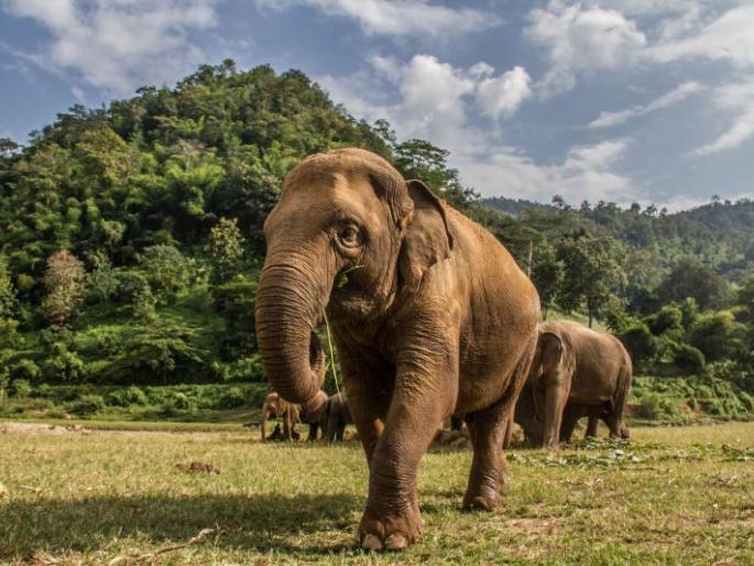 What's new, elephants live in Vidarbha 150 years ago! | नवे काय, विदर्भात हत्तींचे वास्तव्य १५० वर्षांपूर्वीचे ! What's new, elephants live in Vidarbha 150 years ago! | नवे काय, विदर्भात हत्तींचे वास्तव्य १५० वर्षांपूर्वीचे !