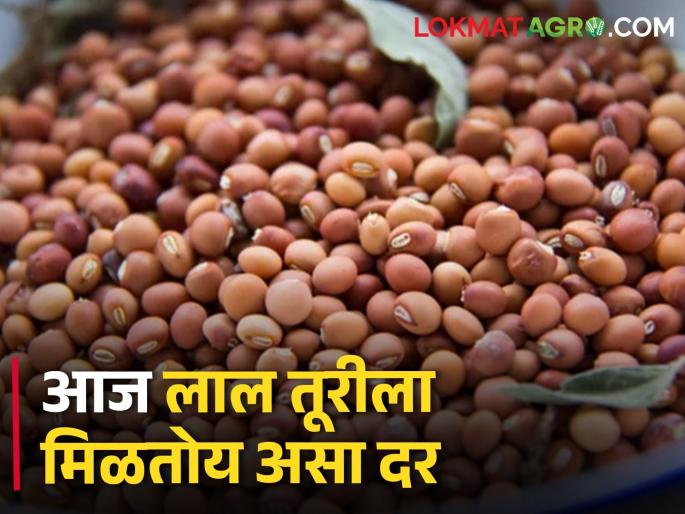 Today turi fetched the highest price in these market committees | आज तुरीला या बाजारसमितींमध्ये मिळाला सर्वाधिक भाव