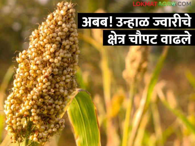 summer and drought maharashtra state sorghum cultivation in summer season increased by 4 times | राज्यात दुष्काळ असूनही उन्हाळी हंगामात ज्वारीचे क्षेत्र वाढले तब्बल ४ पटीने! कुठे किती झाली पेरणी? summer and drought maharashtra state sorghum cultivation in summer season increased by 4 times | राज्यात दुष्काळ असूनही उन्हाळी हंगामात ज्वारीचे क्षेत्र वाढले तब्बल ४ पटीने! कुठे किती झाली पेरणी?