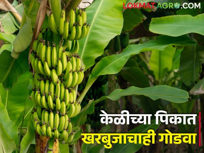 The sweetness of melon in the banana crop! Income of Rs.3 lakh from 21 tonnes | केळीच्या पिकात खरबुजाचाही गोडवा! २१ टनातून तीन लाख रुपयांचे उत्पन्न The sweetness of melon in the banana crop! Income of Rs.3 lakh from 21 tonnes | केळीच्या पिकात खरबुजाचाही गोडवा! २१ टनातून तीन लाख रुपयांचे उत्पन्न