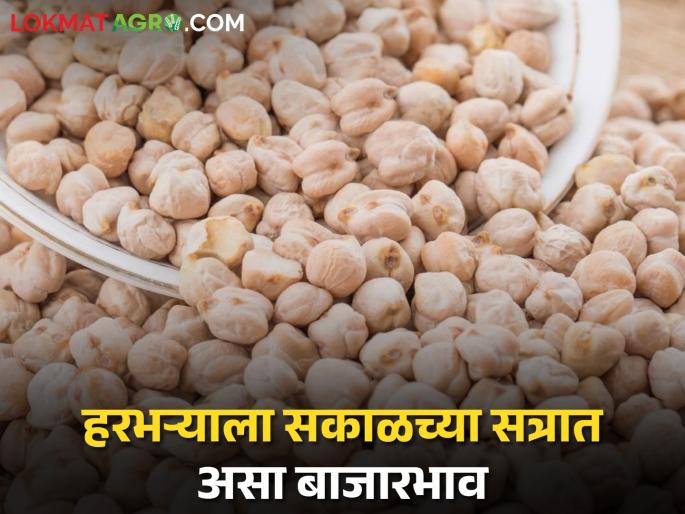 Gram market prices: Kabuli chickpea prices highest in Jalgaon in the morning session | हरभरा बाजारभाव: सकाळच्या सत्रात जळगावात काबुली चण्याला सर्वाधिक भाव Gram market prices: Kabuli chickpea prices highest in Jalgaon in the morning session | हरभरा बाजारभाव: सकाळच्या सत्रात जळगावात काबुली चण्याला सर्वाधिक भाव