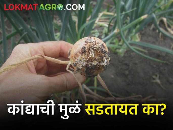 Is the onion plant dying with too much water? what will you do | जास्त पाण्याने कांद्याचं रोप मरतंय? काय कराल? Is the onion plant dying with too much water? what will you do | जास्त पाण्याने कांद्याचं रोप मरतंय? काय कराल?