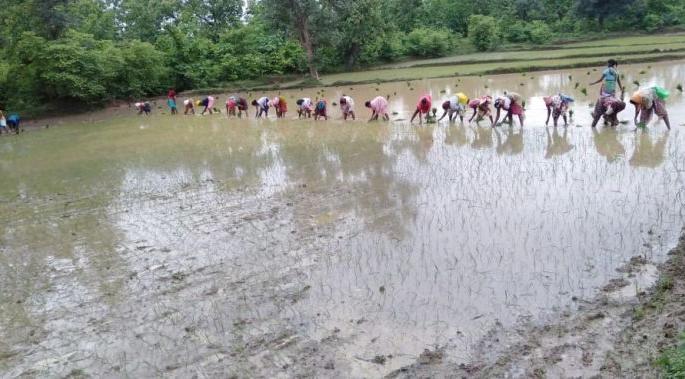 Flood damage to 7059 hectares of crops in Gondia district | पुरामुळे गोंदिया जिल्ह्यातील ७०५९ हेक्टरमधील पिकांचे नुकसान Flood damage to 7059 hectares of crops in Gondia district | पुरामुळे गोंदिया जिल्ह्यातील ७०५९ हेक्टरमधील पिकांचे नुकसान