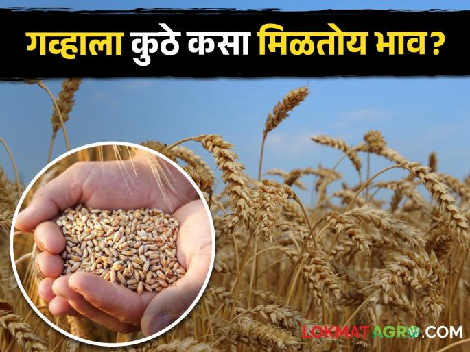 Sharbati wheat in Pune and bansi wheat in Chhatrapati Sambhajinagar | पुण्यात शरबती गव्हाला तर छत्रपती संभाजीनगरमध्ये बन्सी गव्हाला असा मिळतोय भाव Sharbati wheat in Pune and bansi wheat in Chhatrapati Sambhajinagar | पुण्यात शरबती गव्हाला तर छत्रपती संभाजीनगरमध्ये बन्सी गव्हाला असा मिळतोय भाव