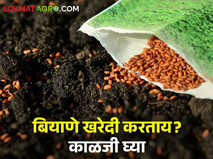 Seed For Cultivation: What should farmers be careful about while buying seeds for kharif sowing? | Seed For Cultivation : खरीप पेरणीसाठी बियाणे खरेदी करताना शेतकऱ्यांनी काय काळजी घ्यावी? Seed For Cultivation: What should farmers be careful about while buying seeds for kharif sowing? | Seed For Cultivation : खरीप पेरणीसाठी बियाणे खरेदी करताना शेतकऱ्यांनी काय काळजी घ्यावी?