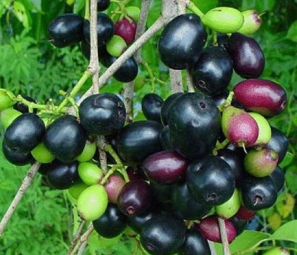 The forest was covered with Jamun ; But the process lags due to lack of industry | जंगल जांभळांनी लगडले; मात्र प्रक्रिया उद्याेगाअभावी लंगडले The forest was covered with Jamun ; But the process lags due to lack of industry | जंगल जांभळांनी लगडले; मात्र प्रक्रिया उद्याेगाअभावी लंगडले