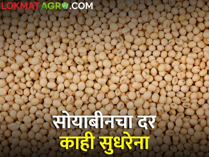 Todays Soybean Rates Farmers complain about not getting guaranteed price for soybeans | Todays Soybean Rates : सोयाबीनला मिळेना हमीभावाएवढाही दर, शेतकरी हवालदिल Todays Soybean Rates Farmers complain about not getting guaranteed price for soybeans | Todays Soybean Rates : सोयाबीनला मिळेना हमीभावाएवढाही दर, शेतकरी हवालदिल