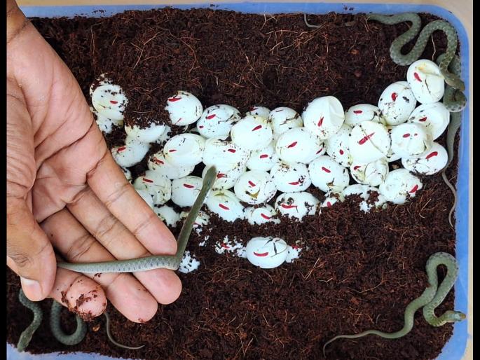After taking care of 81 snake eggs for 24 days, the chicks were given life | सर्पमित्राची कमाल! सापाच्या ८१ अंड्यांची २४ दिवस काळजी घेऊन पिलांना दिले जीवदान After taking care of 81 snake eggs for 24 days, the chicks were given life | सर्पमित्राची कमाल! सापाच्या ८१ अंड्यांची २४ दिवस काळजी घेऊन पिलांना दिले जीवदान