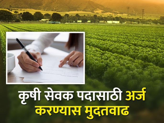 Extension of time to apply for the post of Krishi Sevak, applications can be made till 'this' date | कृषी सेवक पदासाठी अर्ज करण्यास मुदतवाढ, 'या' तारखेपर्यंत करता येणार अर्ज Extension of time to apply for the post of Krishi Sevak, applications can be made till 'this' date | कृषी सेवक पदासाठी अर्ज करण्यास मुदतवाढ, 'या' तारखेपर्यंत करता येणार अर्ज
