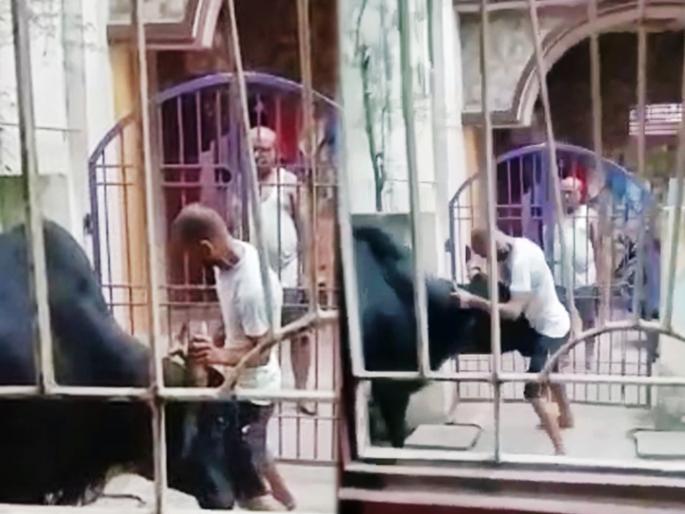 Bull hitting young man on ground viral viral | आली लहर केला कहर! जोशात येऊन तरूणाने पकडले वळूचे शिंग आणि मग धडाम् धूम्.... Bull hitting young man on ground viral viral | आली लहर केला कहर! जोशात येऊन तरूणाने पकडले वळूचे शिंग आणि मग धडाम् धूम्....
