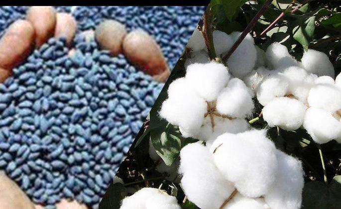  Bt seed inspection report yet to be received | बीटी बियाणे तपासणीचा अहवाल गुलदस्त्यात!