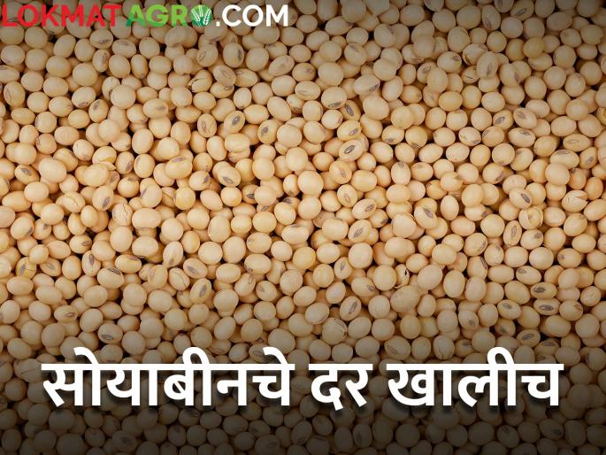 maharashtra agriculture farmer market yard todays soybean rates price | सोयाबीनचे दर काय वर येईनात; आज किती मिळाला दर? maharashtra agriculture farmer market yard todays soybean rates price | सोयाबीनचे दर काय वर येईनात; आज किती मिळाला दर?