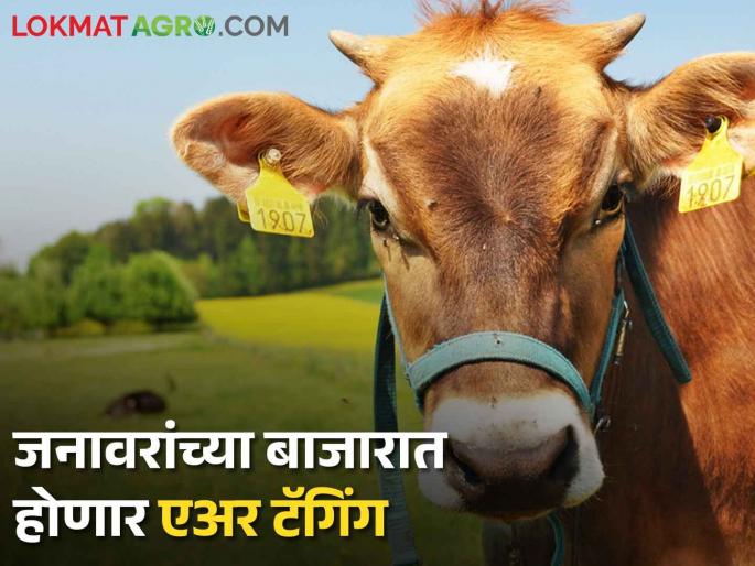 Ear Tagging: Air tagging of livestock will also be done in animal markets; An initiative of the Department of Animal Husbandry | Ear Tagging : जनावरांच्या बाजारातही होणार आता पशुधनांची एअर टॅगिंग; पशुसंवर्धन विभागाचा पुढाकार Ear Tagging: Air tagging of livestock will also be done in animal markets; An initiative of the Department of Animal Husbandry | Ear Tagging : जनावरांच्या बाजारातही होणार आता पशुधनांची एअर टॅगिंग; पशुसंवर्धन विभागाचा पुढाकार