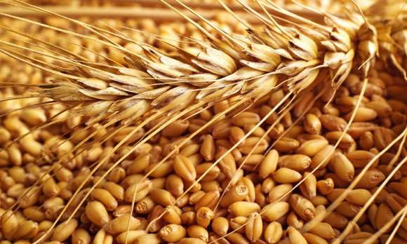 Wheat prices increase by 3-5 rupees | गव्हाच्या भावात ३०० ते ४०० रुपयांनी वाढ Wheat prices increase by 3-5 rupees | गव्हाच्या भावात ३०० ते ४०० रुपयांनी वाढ