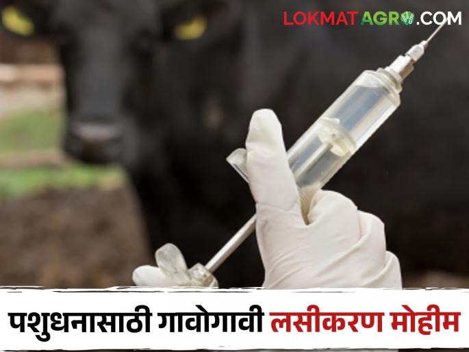 Village-by-village vaccination campaign to prevent the outbreak of Ghatasarp, Fraya disease in livestock | पशुधनातील घटसर्प, फऱ्या रोगाचा प्रादुर्भाव रोखण्यासाठी गावोगावी लसीकरण मोहीम Village-by-village vaccination campaign to prevent the outbreak of Ghatasarp, Fraya disease in livestock | पशुधनातील घटसर्प, फऱ्या रोगाचा प्रादुर्भाव रोखण्यासाठी गावोगावी लसीकरण मोहीम