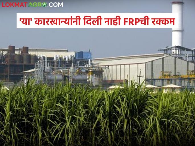 Sugarcane season is over FRP amount still outstanding with 'these' factories | उसाचा हंगाम संपत आला! 'या' कारखान्यांकडे FRPची रक्कम अजूनही बाकीच Sugarcane season is over FRP amount still outstanding with 'these' factories | उसाचा हंगाम संपत आला! 'या' कारखान्यांकडे FRPची रक्कम अजूनही बाकीच