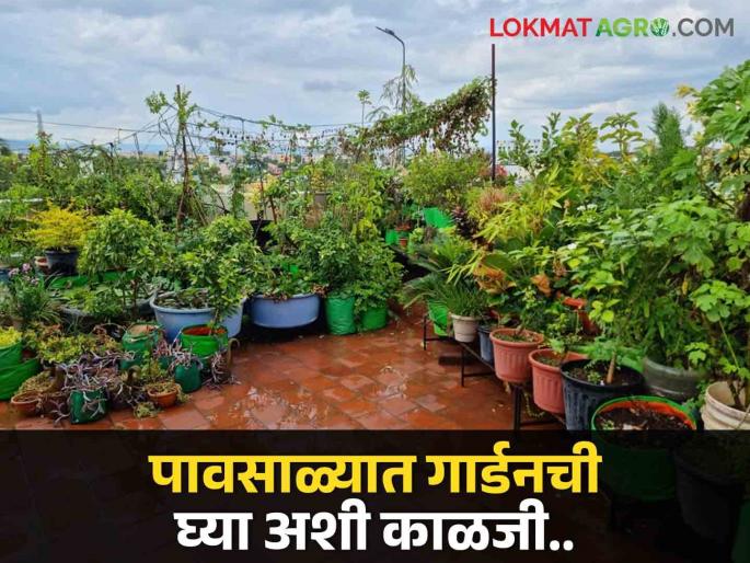 gardening tips: How to take care of trees in rainy season? | gardening tips: पावसाळ्यात झाडांची काळजी कशी घ्यावी? gardening tips: How to take care of trees in rainy season? | gardening tips: पावसाळ्यात झाडांची काळजी कशी घ्यावी?