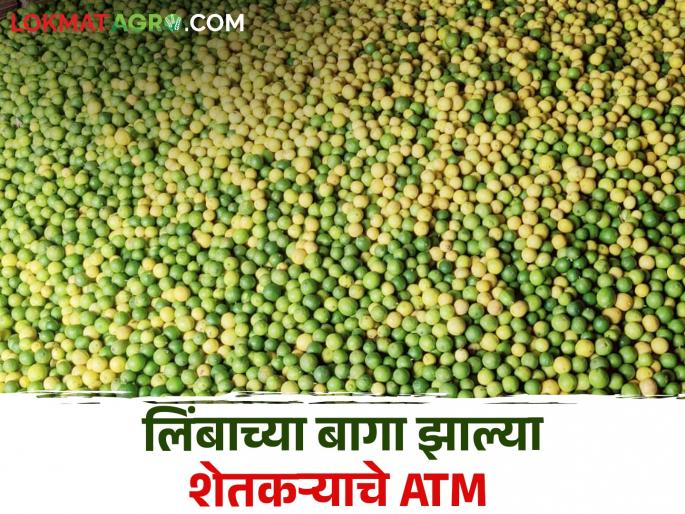 Lemon has got a market in the village itself, farmers are getting a huge income | लिंबाला गावातच मिळाली बाजारपेठ, शेतकरी घेताहेत भरघोस उत्पन्न Lemon has got a market in the village itself, farmers are getting a huge income | लिंबाला गावातच मिळाली बाजारपेठ, शेतकरी घेताहेत भरघोस उत्पन्न