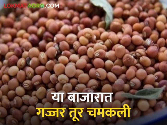 Gajjar tur shined in this market committee, the rate is getting in the morning session | या बाजारसमितीत गज्जर तूर चमकली, सकाळच्या सत्रात मिळतोय एवढा दर