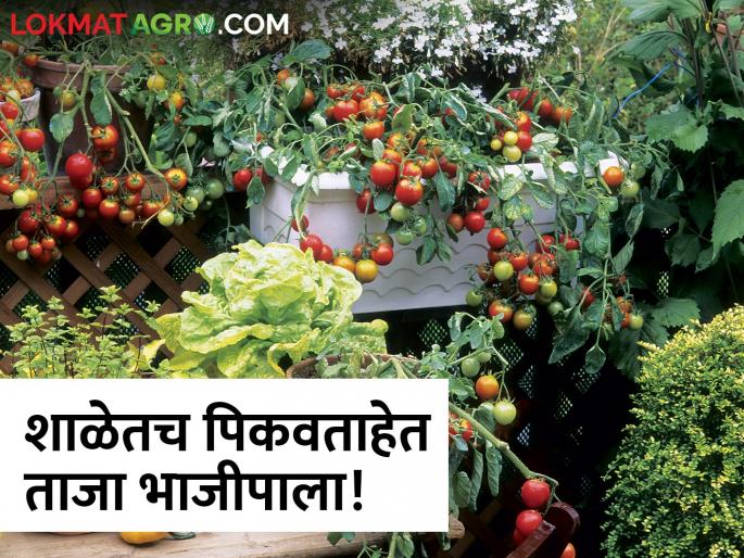 This school in Marathwada got its name by planting tomatoes, spinach and chillies in the school yard! | टोमॅटो, पालक,मिरच्या शाळेच्या परसबागेत लावत मराठवाड्यातील या शाळेने काढलं नाव! This school in Marathwada got its name by planting tomatoes, spinach and chillies in the school yard! | टोमॅटो, पालक,मिरच्या शाळेच्या परसबागेत लावत मराठवाड्यातील या शाळेने काढलं नाव!