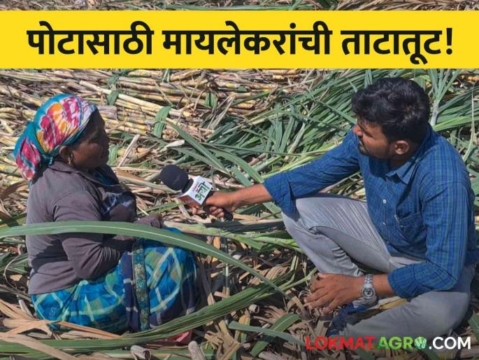 pune sugarcane cutting worker education and health issue mother and son distance | माय उसतोडीसाठी पुण्यात, लेकरू पोटासाठी गडचिरोलीत; मायलेकरांची अशीही ताटातूट pune sugarcane cutting worker education and health issue mother and son distance | माय उसतोडीसाठी पुण्यात, लेकरू पोटासाठी गडचिरोलीत; मायलेकरांची अशीही ताटातूट