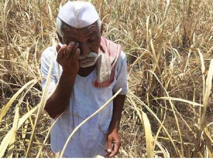 148 farmers deprived of benefit of PM crop insurance scheme; Insolvency of insurance company | प्रधानमंत्री पीक विमा योजनेच्या लाभापासून १४८ शेतकरी वंचित; विमा कंपनीचा भोंगळ कारभार 148 farmers deprived of benefit of PM crop insurance scheme; Insolvency of insurance company | प्रधानमंत्री पीक विमा योजनेच्या लाभापासून १४८ शेतकरी वंचित; विमा कंपनीचा भोंगळ कारभार