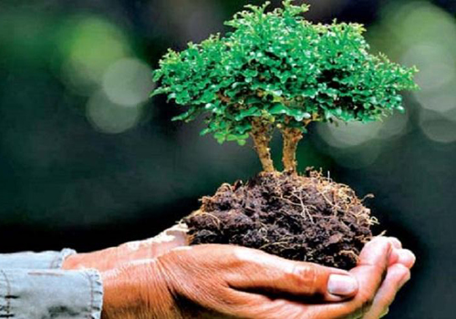 Good News; Rare herbs will be cultivated in 4 districts of the state | Good News; राज्यातील ३४ जिल्ह्यात होणार दुर्मिळ वनौषधींची लागवड Good News; Rare herbs will be cultivated in 4 districts of the state | Good News; राज्यातील ३४ जिल्ह्यात होणार दुर्मिळ वनौषधींची लागवड