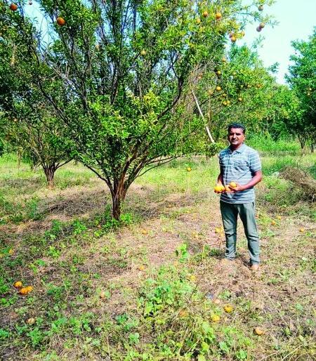 Extreme loss of oranges, beans in Nagpur district | नागपूर जिल्ह्यात संत्रा, मोसंबीचे अतोनात नुकसान Extreme loss of oranges, beans in Nagpur district | नागपूर जिल्ह्यात संत्रा, मोसंबीचे अतोनात नुकसान