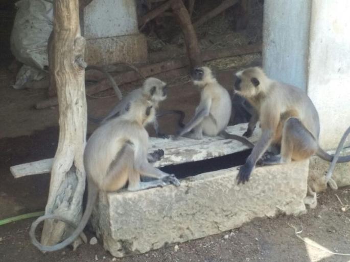 In Bhandara district, destruction of vertical crops due to wildlife | भंडारा जिल्ह्यात वन्यप्राण्यांमुळे उभ्या पिकांची नासाडी