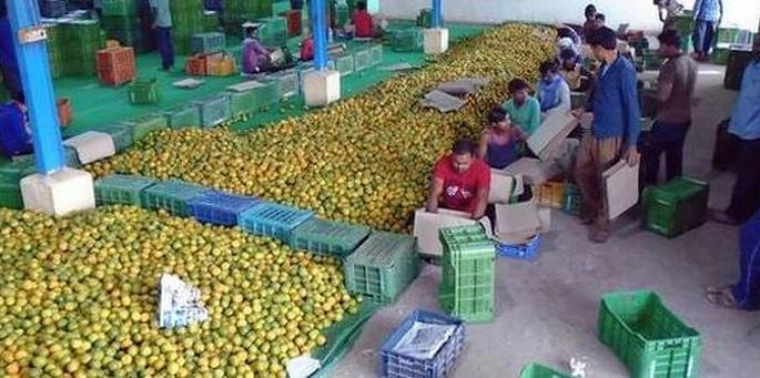 Orange rates down from ‘Vidarbha’s California’, | ‘विदर्भाच्या कॅलिफोर्निया’तील संत्री मातीमोल, दर नीचांकी Orange rates down from ‘Vidarbha’s California’, | ‘विदर्भाच्या कॅलिफोर्निया’तील संत्री मातीमोल, दर नीचांकी
