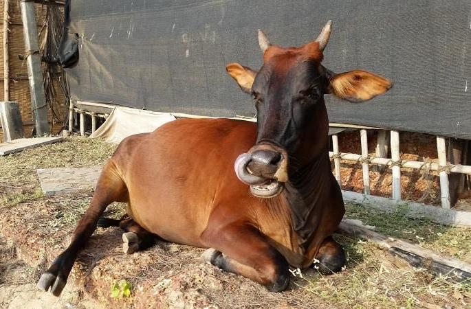 Now Aadhar card for animals | आता जनावरांसाठी आधार कार्ड Now Aadhar card for animals | आता जनावरांसाठी आधार कार्ड