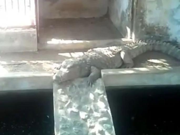 crocodiles found in house during it searches reptiles rescued by forest | खळबळजनक! आयकर पथकाने छापा टाकताच घरात सापडल्या मगरी, अधिकाऱ्यांना बसला धक्का crocodiles found in house during it searches reptiles rescued by forest | खळबळजनक! आयकर पथकाने छापा टाकताच घरात सापडल्या मगरी, अधिकाऱ्यांना बसला धक्का