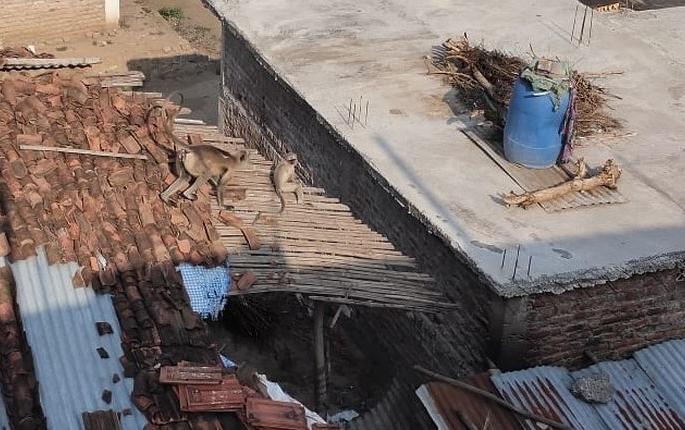 Angi villagers in Wardha district suffer due to monkeys | घालणाऱ्या माकडांच्या टोळ्यामुळे वर्धा जिल्ह्यातील आंजीचे गावकरी त्रस्त Angi villagers in Wardha district suffer due to monkeys | घालणाऱ्या माकडांच्या टोळ्यामुळे वर्धा जिल्ह्यातील आंजीचे गावकरी त्रस्त