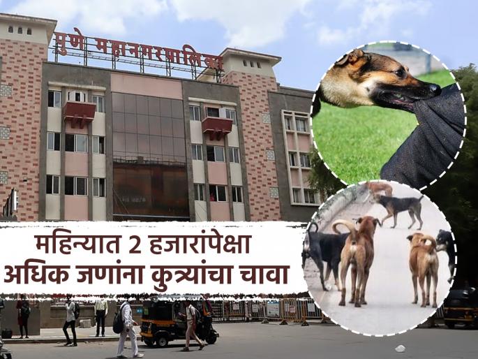 Stray dogs rampant in Pune city; On average, 81 people are bitten per day, the challenge before the municipality is to control the number | पुणे शहरात भटक्या कुत्र्यांचा उच्छाद; दिवसात सरासरी ८१ जणांना चावा, संख्या रोखण्याचे पालिकेसमोर आव्हान Stray dogs rampant in Pune city; On average, 81 people are bitten per day, the challenge before the municipality is to control the number | पुणे शहरात भटक्या कुत्र्यांचा उच्छाद; दिवसात सरासरी ८१ जणांना चावा, संख्या रोखण्याचे पालिकेसमोर आव्हान