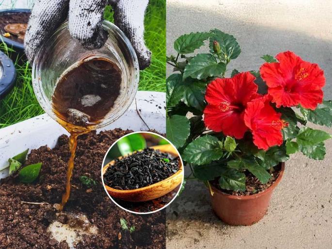 4 tips for getting maximum flowers from jaswand plant, gardening tips for jaswand or hibiscus plant | जास्वंदाला भरपूर फुलं येण्यासाठी फक्त ४ गोष्टी करा-मोठ्ठाल्या लालचुटूक फुलांनी वाकून जाईल झाड