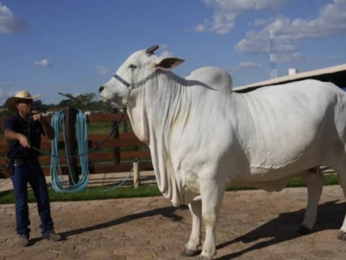 A cow worth 40 crores... is it that 'valuable'? | अबब! ४० कोटींची गाय... इतकं ‘मूल्य’वान तरी काय? A cow worth 40 crores... is it that 'valuable'? | अबब! ४० कोटींची गाय... इतकं ‘मूल्य’वान तरी काय?