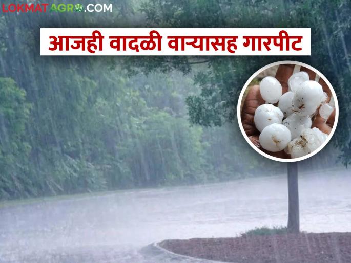 Rain alert: Yellow alert of rain and hailstorm in north eastern districts of the state, know in detail | Rain alert: राज्यात उत्तर पूर्व जिल्ह्यांमध्ये पावसासह गारपीटीचा यलो अलर्ट, जाणून घ्या सविस्तर Rain alert: Yellow alert of rain and hailstorm in north eastern districts of the state, know in detail | Rain alert: राज्यात उत्तर पूर्व जिल्ह्यांमध्ये पावसासह गारपीटीचा यलो अलर्ट, जाणून घ्या सविस्तर
