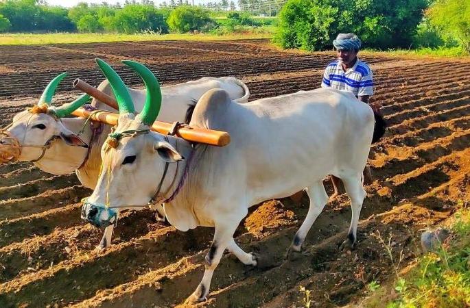 Vaccination of human beings has stopped, even animals have stopped ...! | माणसांचे लसीकरण थांबले, अन् जनावरांचेही रखडले...! Vaccination of human beings has stopped, even animals have stopped ...! | माणसांचे लसीकरण थांबले, अन् जनावरांचेही रखडले...!