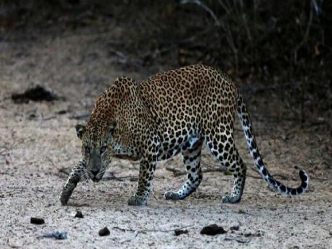 Three persons on two-wheeler injured in leopard attack | बिबट्याच्या हल्ल्यात दुचाकीवरील तिघे जखमी; बुलढाण्यातील घटना Three persons on two-wheeler injured in leopard attack | बिबट्याच्या हल्ल्यात दुचाकीवरील तिघे जखमी; बुलढाण्यातील घटना