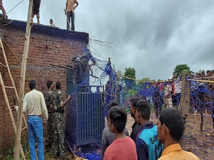 leopard, which came on the trail of dogs caught in house | माेकाट कुत्र्यांच्या मागावर आलेल्या बिबट्याला घरात केले बंदिस्त leopard, which came on the trail of dogs caught in house | माेकाट कुत्र्यांच्या मागावर आलेल्या बिबट्याला घरात केले बंदिस्त