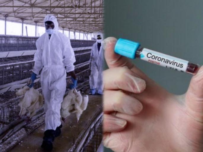 Bird Flu : Human mortality from h5n1 bird flu higher than any other virus | सावधान! कोरोनापेक्षाही अधिक घातक आहे बर्ड फ्लू व्हायरस, मृत्युदर ५० टक्क्यांपेक्षाही अधिक... Bird Flu : Human mortality from h5n1 bird flu higher than any other virus | सावधान! कोरोनापेक्षाही अधिक घातक आहे बर्ड फ्लू व्हायरस, मृत्युदर ५० टक्क्यांपेक्षाही अधिक...