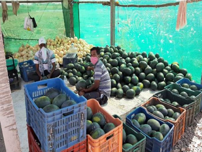 Increase in sales of watermelon, demand from fruit sellers, juice centers | गारेगार कलिंगडच्या विक्रीत वाढ, फळ विक्रेते, ज्यूस सेंटरकडून मागणी: नागरिकांची खरेदी वाढली Increase in sales of watermelon, demand from fruit sellers, juice centers | गारेगार कलिंगडच्या विक्रीत वाढ, फळ विक्रेते, ज्यूस सेंटरकडून मागणी: नागरिकांची खरेदी वाढली