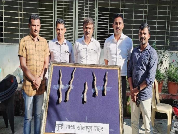 A man was arrested for possessing antelope horns for sale without a license | विक्रीसाठी विनापरवाना काळवीटाची शिंगे बाळगल्याप्रकरणी एकास अटक A man was arrested for possessing antelope horns for sale without a license | विक्रीसाठी विनापरवाना काळवीटाची शिंगे बाळगल्याप्रकरणी एकास अटक