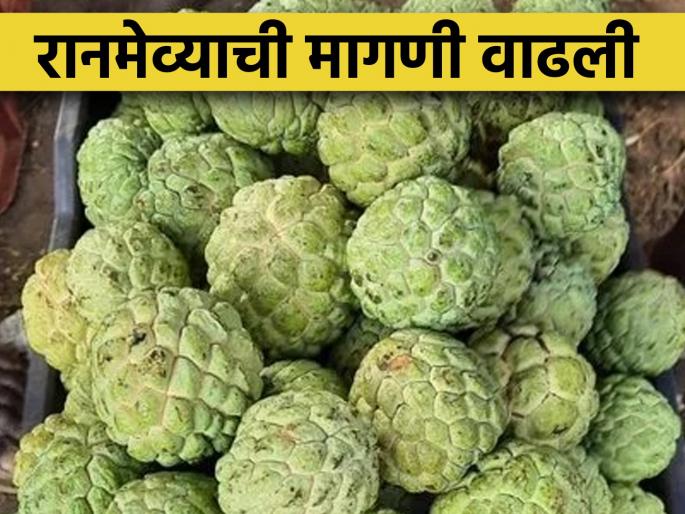 Demand for wild fruits of Dharur has increased. Research, processing center announced by the state government is in the air | रानमेव्याची मागणी वाढली, राज्य शासनाने जाहीर केलेले संशोधन प्रक्रिया केंद्र हवेतच Demand for wild fruits of Dharur has increased. Research, processing center announced by the state government is in the air | रानमेव्याची मागणी वाढली, राज्य शासनाने जाहीर केलेले संशोधन प्रक्रिया केंद्र हवेतच