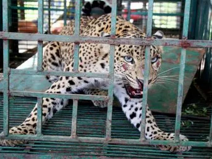 The leopard in the kirpa is finally in the cage of the forest department satara | किरपेतील बिबट्या अखेर वनविभागाच्या पिंजऱ्यात; ग्रामस्थांना सुगावा लागण्यापूर्वीच बिबट्याला अन्यत्र हलवले The leopard in the kirpa is finally in the cage of the forest department satara | किरपेतील बिबट्या अखेर वनविभागाच्या पिंजऱ्यात; ग्रामस्थांना सुगावा लागण्यापूर्वीच बिबट्याला अन्यत्र हलवले
