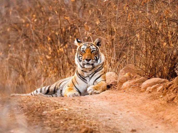 Obstacles in Navegaon-Nagzira prevented tigers from waiting | नवेगाव-नागझिऱ्यात अडथळ्यांनी रोखली वाघांची वाट